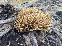 Tachyglossus aculeatus multiaculeatus