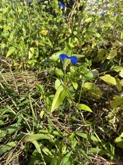 Commelina communis