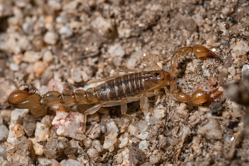Superstition Mountains Scorpion