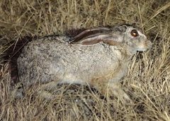Lepus victoriae
