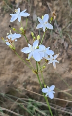 Libertia paniculata