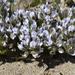 Psoralea rotundifolia - Photo (c) Jan-Hendrik Keet, algunos derechos reservados (CC BY-NC), uploaded by Jan-Hendrik Keet