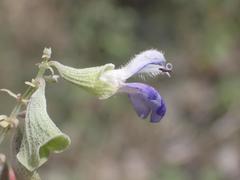 Salvia pinguifolia