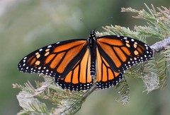 Danaus plexippus