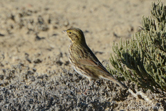 Passerculus sandwichensis beldingi