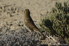 Passerculus sandwichensis beldingi