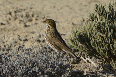 Passerculus sandwichensis beldingi