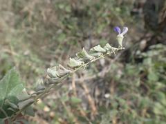 Salvia pinguifolia