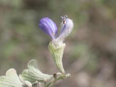 Salvia pinguifolia