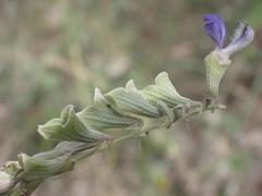 Salvia pinguifolia