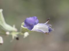 Salvia pinguifolia