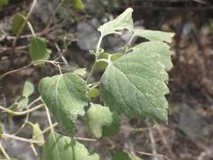 Salvia pinguifolia