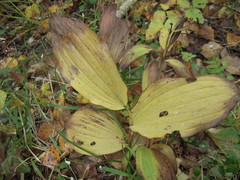 Cypripedium calceolus