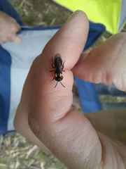 Leioproctus irroratus