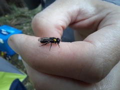 Leioproctus irroratus