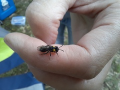 Leioproctus irroratus