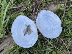 Utterbackiana suborbiculata