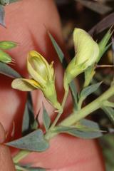 Aspalathus alpestris