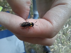 Leioproctus irroratus