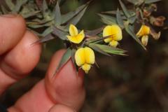 Aspalathus alpestris