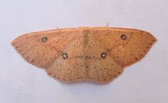 Cyclophora dataria