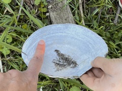 Utterbackiana suborbiculata