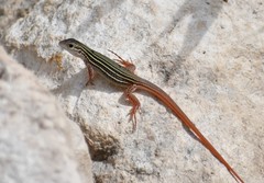 Aspidoscelis gularis