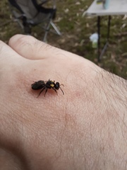 Leioproctus irroratus
