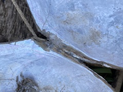 Utterbackiana suborbiculata