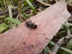 Leioproctus irroratus