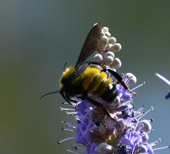 Bombus sonorus