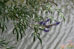 Vitex agnus-castus
