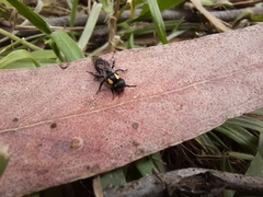 Leioproctus irroratus