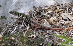 Aspidoscelis gularis