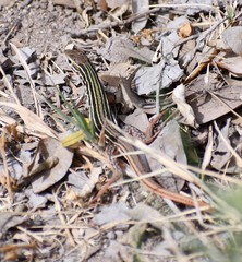 Aspidoscelis gularis