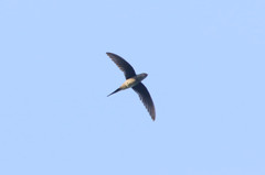 Hemiprocne longipennis