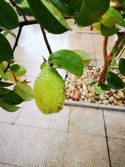 Pseudocydonia sinensis