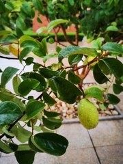 Pseudocydonia sinensis