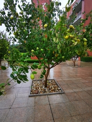 Pseudocydonia sinensis