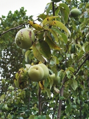 Pseudocydonia sinensis