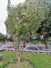 Pseudocydonia sinensis