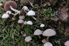 Psathyrella saccharinophila