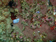 Goniobranchus thompsoni