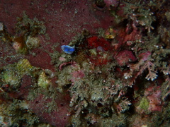 Goniobranchus thompsoni