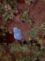 Goniobranchus thompsoni