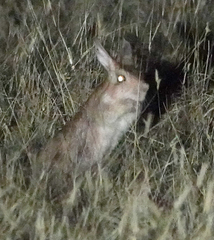 Pedetes