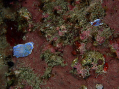 Goniobranchus thompsoni