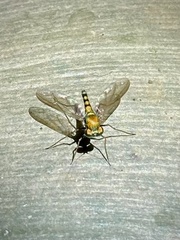 Chrysosoma leucopogon