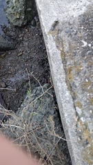 Geothelphusa dehaani
