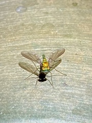 Chrysosoma leucopogon